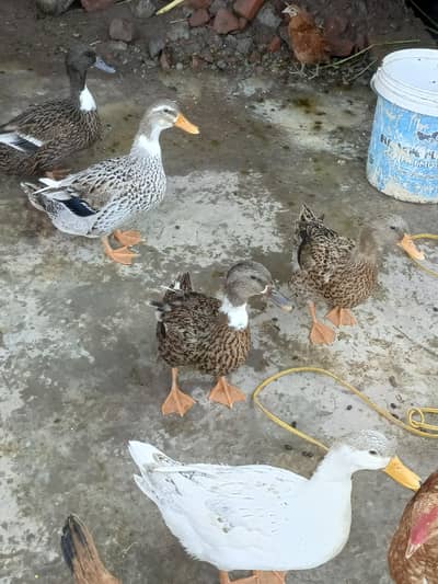ducks
