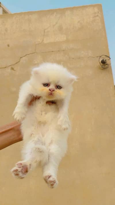 top quality persian kittens available extreme punch facee cat