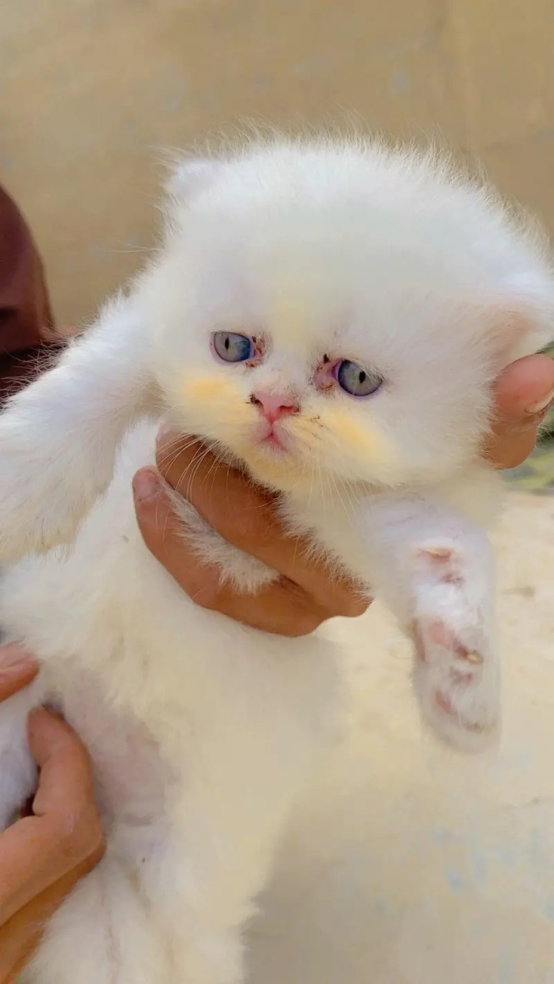 top quality persian kittens available extreme punch facee cat — photo 2