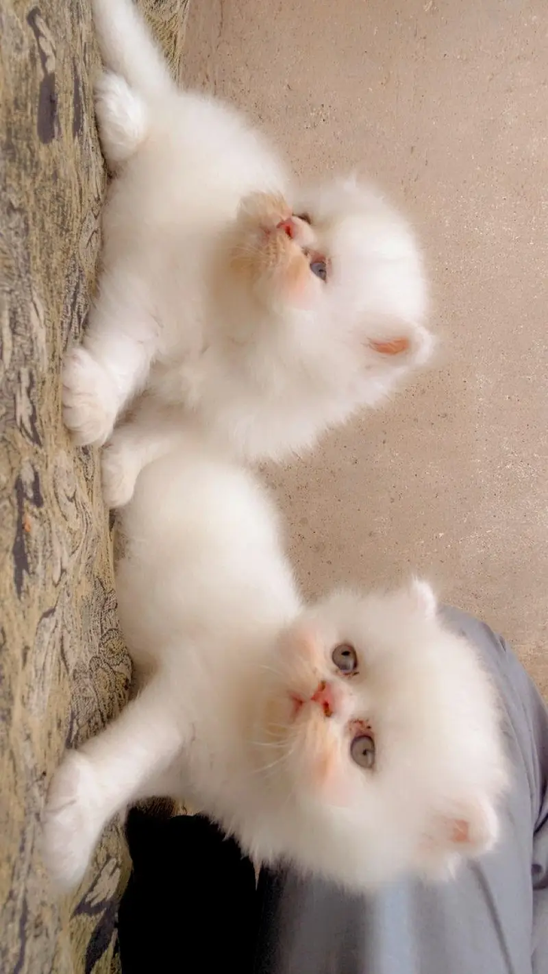 top quality persian kittens available extreme punch facee cat — photo 3