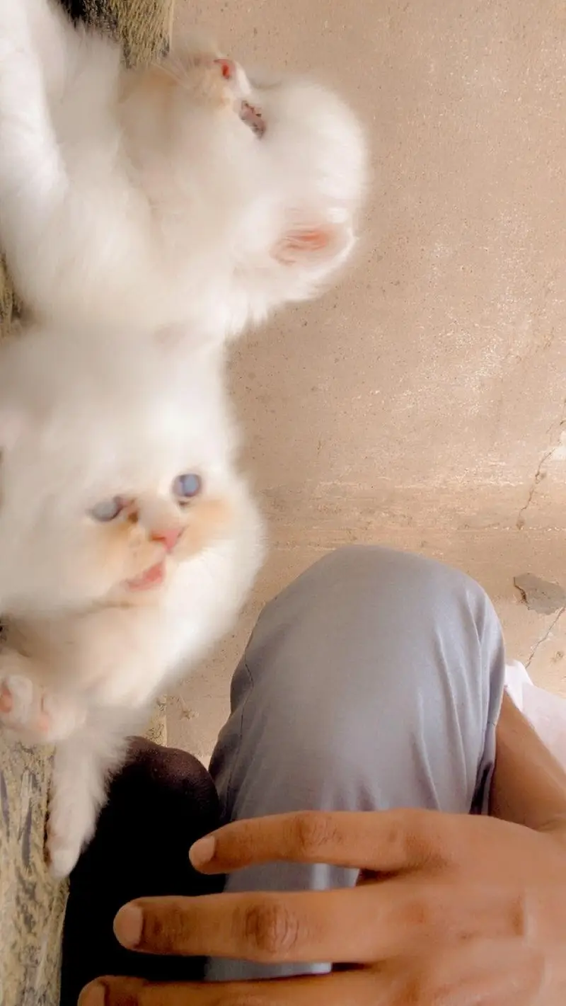 top quality persian kittens available extreme punch facee cat — photo 4