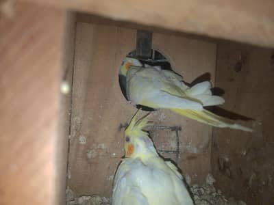 Top Quality Cockatiel Chicks For Sale - Ideal For Hand Taming