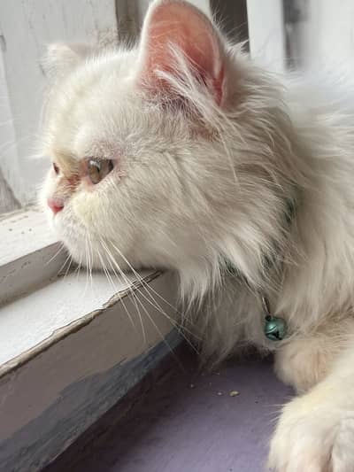 Adorable 4-Month-Old Kitten for Sale