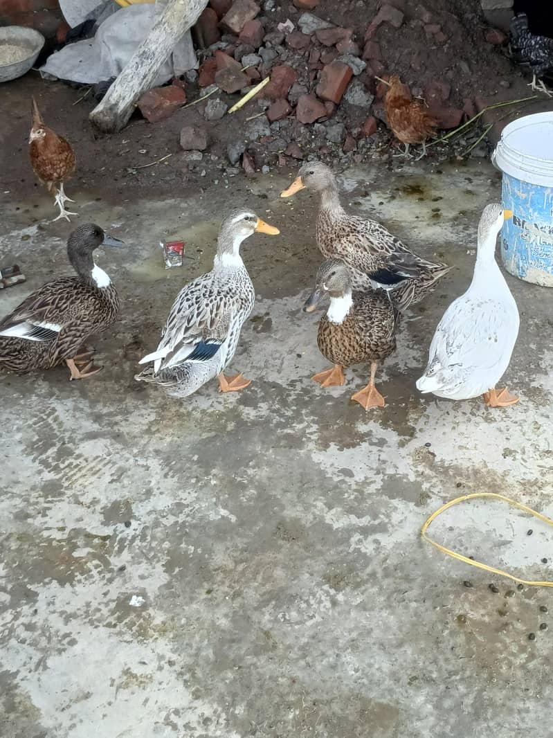 ducks 1