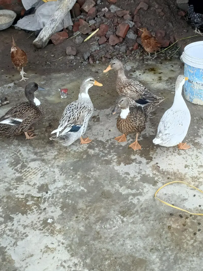 ducks — photo 2
