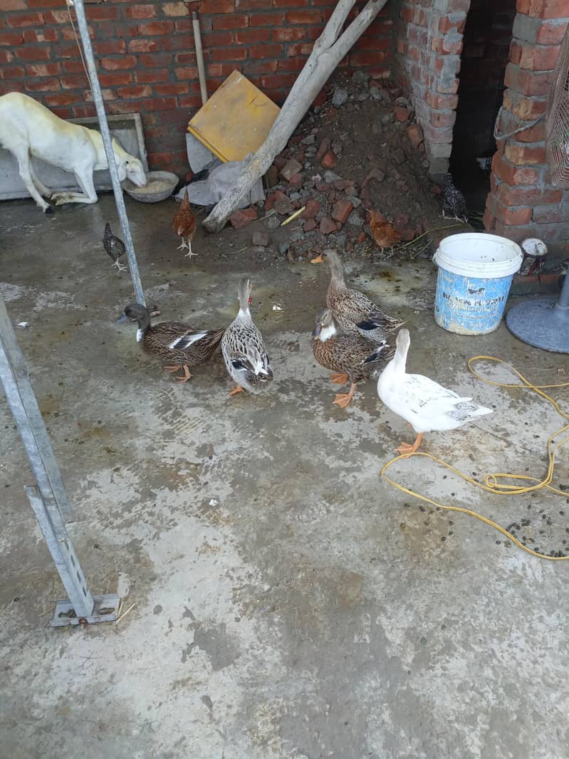 ducks 3
