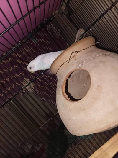 spangle budgies ready to breed pair