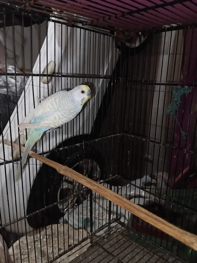 spangle budgies ready to breed pair — photo 2