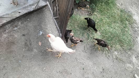 for sale