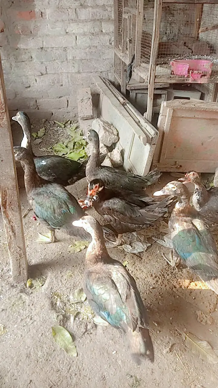 Muscovy Indian jangli birds ducks 8 piece urgent sale — photo 5