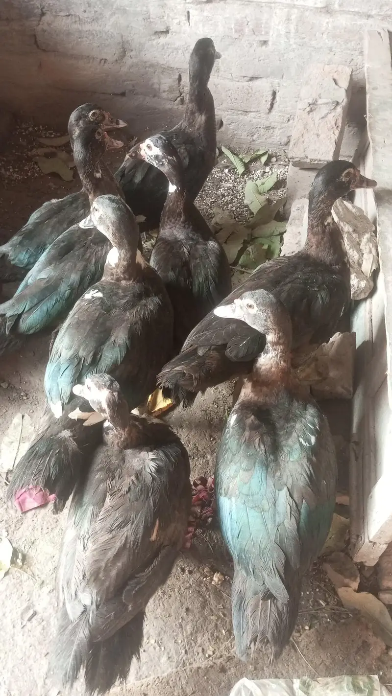 Muscovy Indian jangli birds ducks 8 piece urgent sale — photo 6