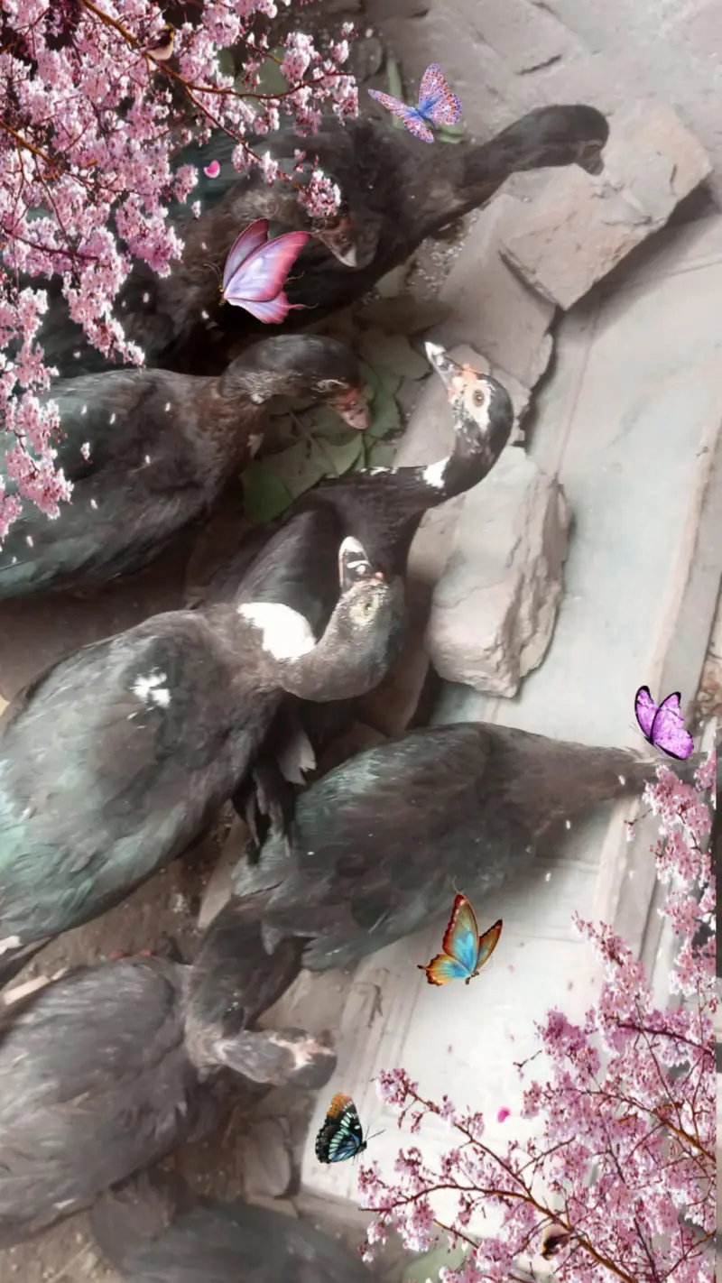 Muscovy Indian jangli birds ducks 8 piece urgent sale — photo 7