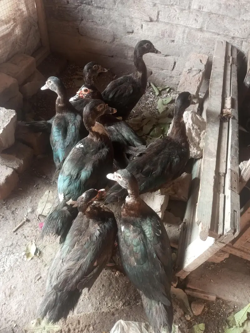 Muscovy Indian jangli birds ducks 8 piece urgent sale — photo 8