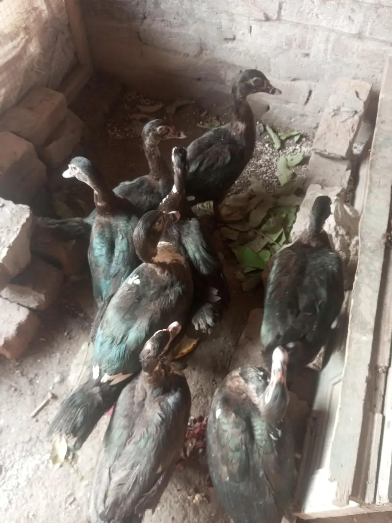 Muscovy Indian jangli birds ducks 8 piece urgent sale — photo 9