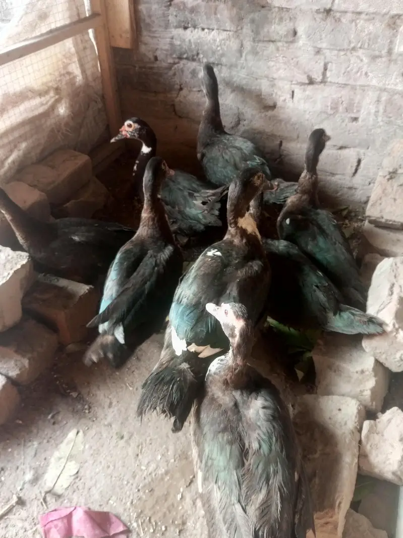 Muscovy Indian jangli birds ducks 8 piece urgent sale — photo 10