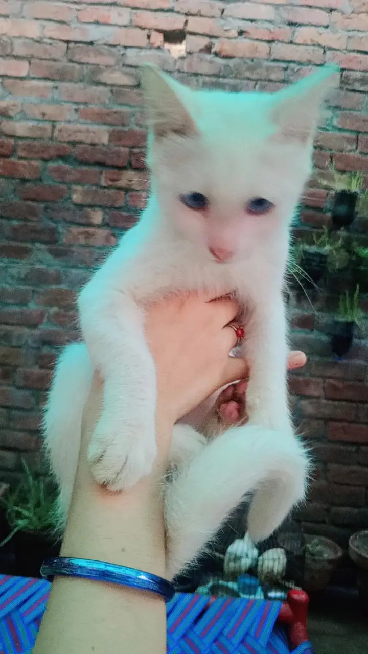 pair of beautiful cat — photo 2