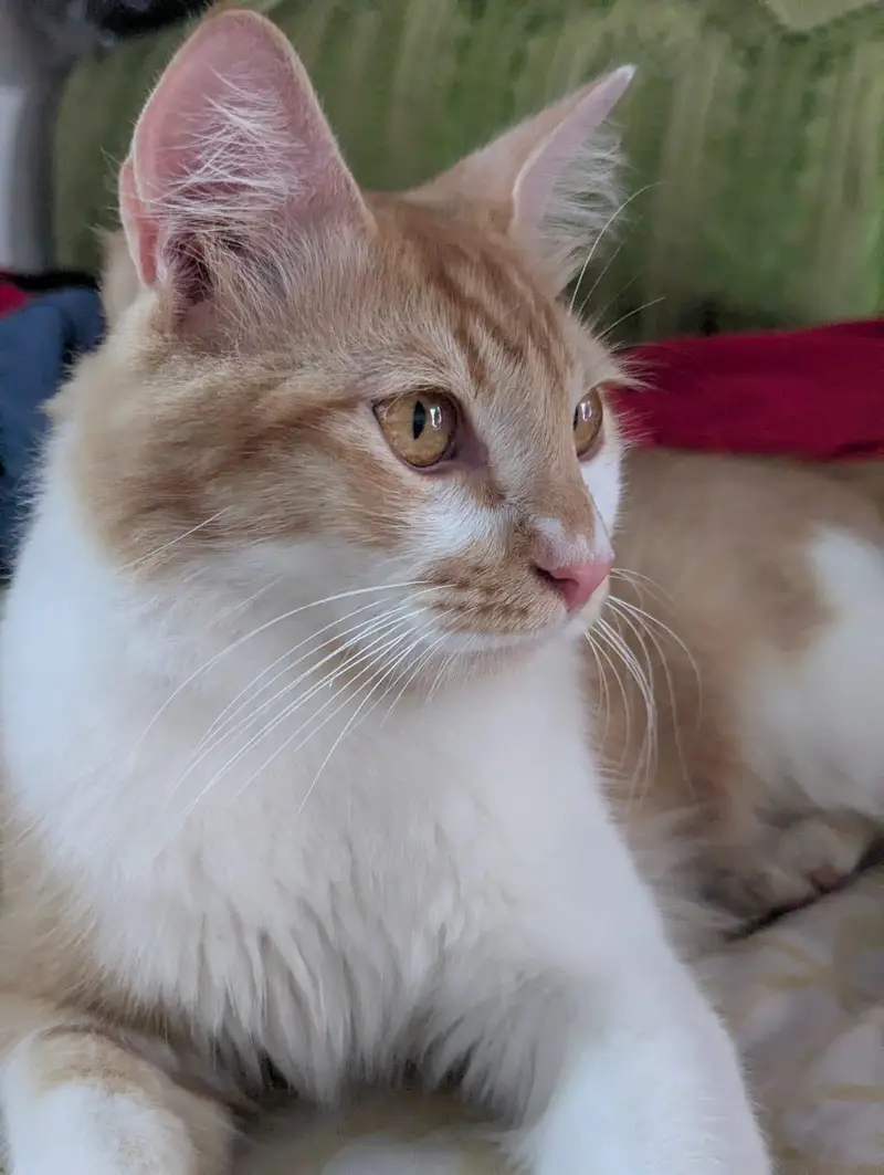 pair of beautiful cat — photo 3