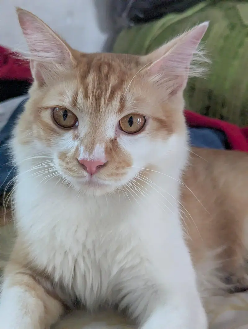 pair of beautiful cat — photo 4