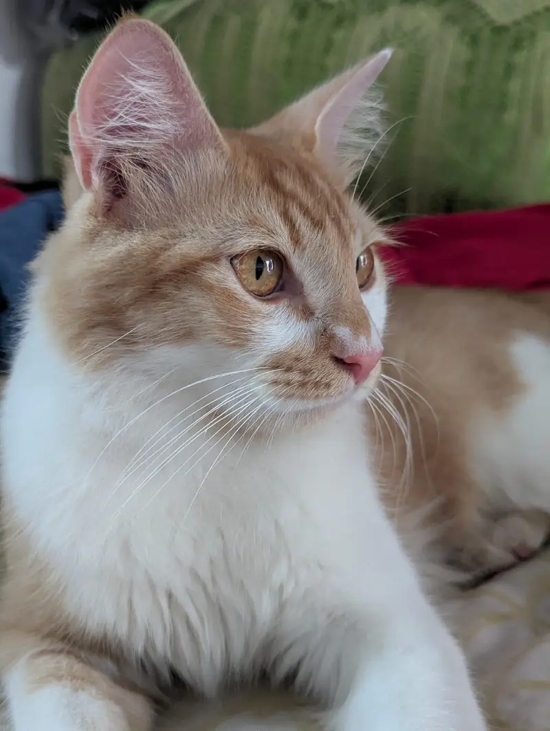 pair of beautiful cat — photo 5
