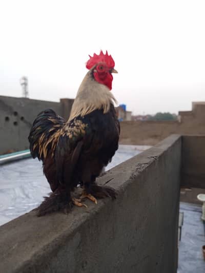 bantam trio