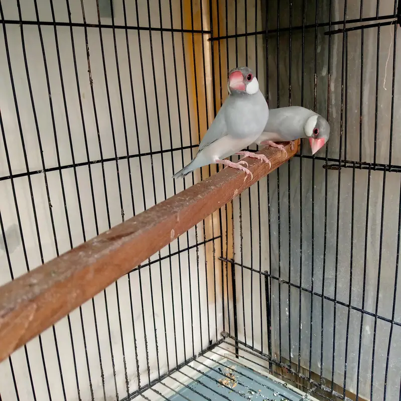 Java silver fawn — photo 3