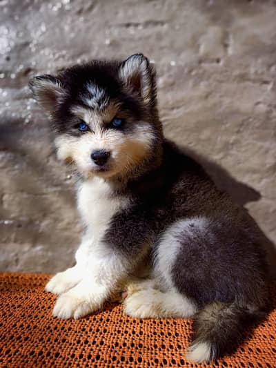 Siberian Husky pupps blues eyes proper long coat top quality available