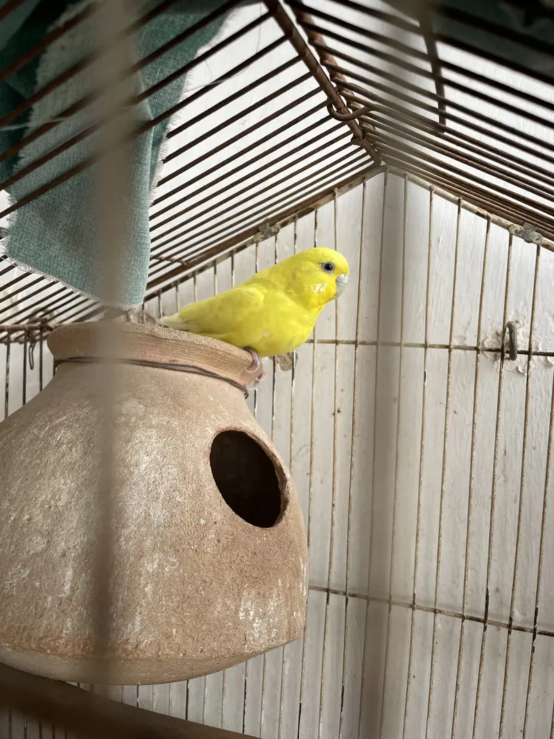 Parrots & Cage — photo 4