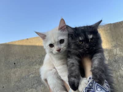  Persian Doll Face Pair Kittens Available 