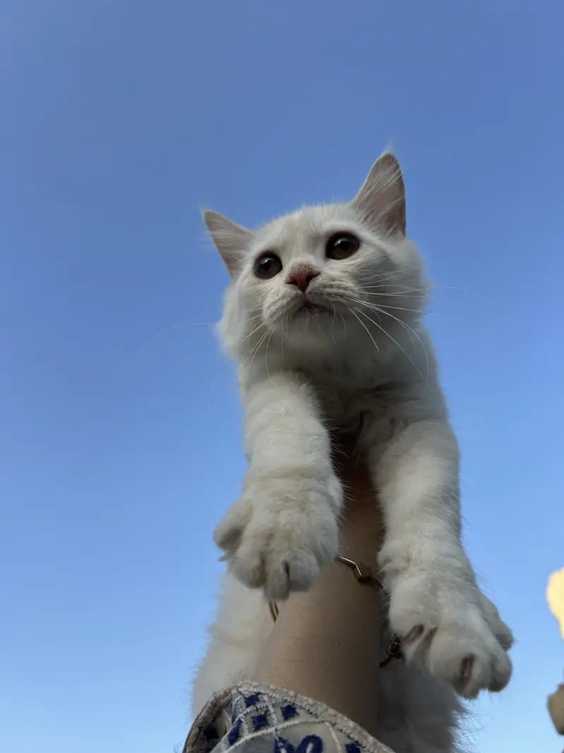  Persian Doll Face Pair Kittens Available  — photo 2