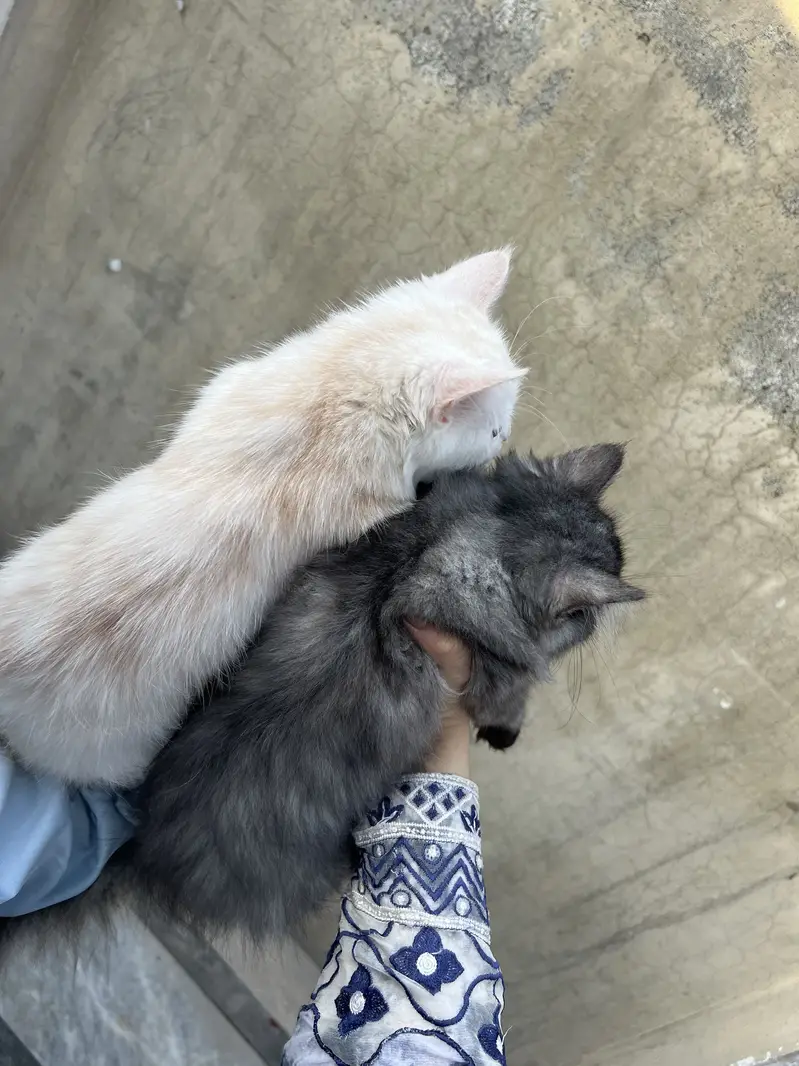  Persian Doll Face Pair Kittens Available  — photo 3