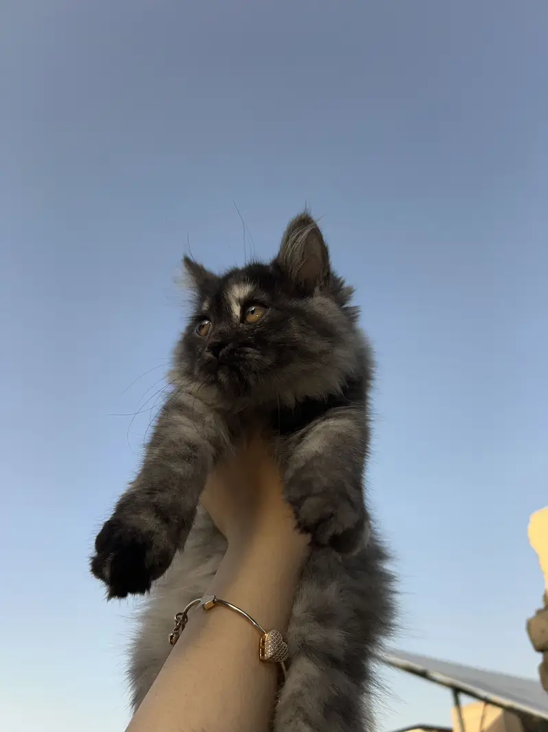  Persian Doll Face Pair Kittens Available  — photo 4