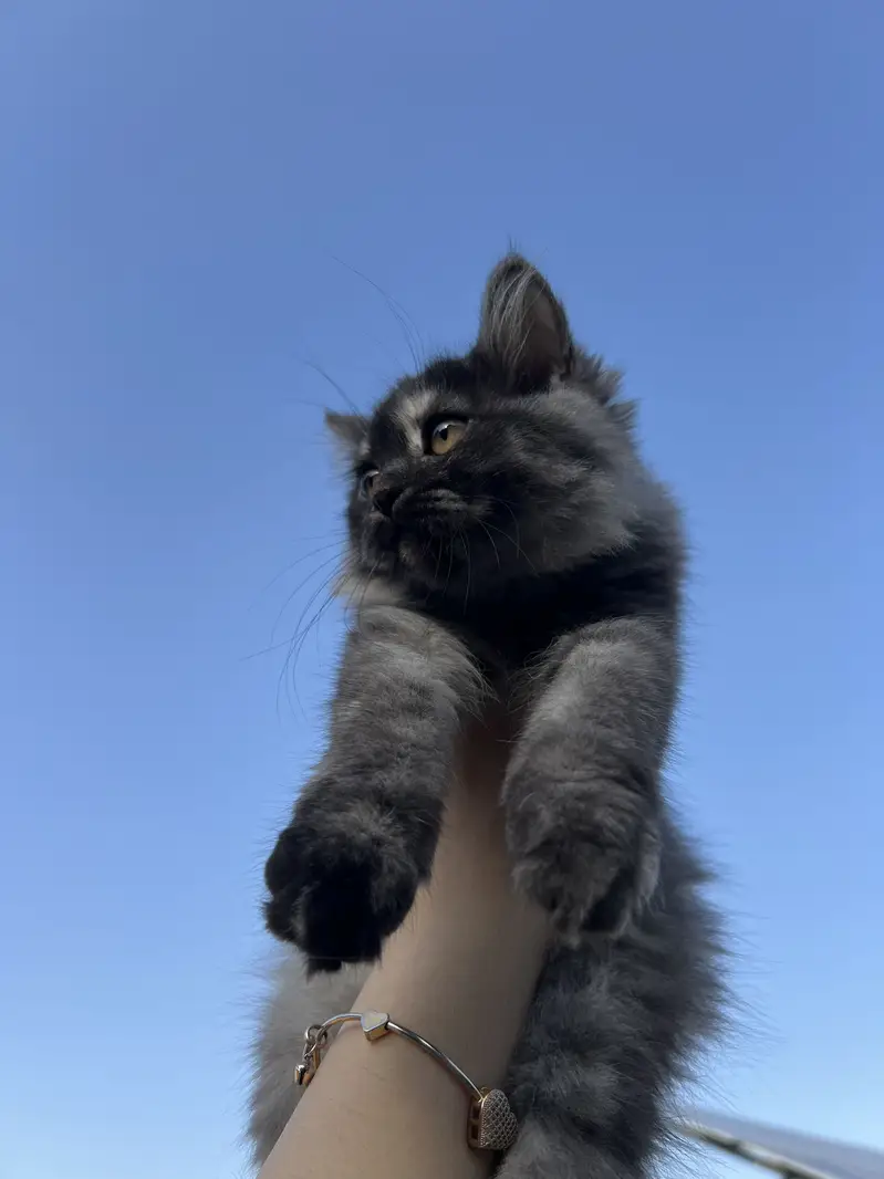  Persian Doll Face Pair Kittens Available  — photo 5