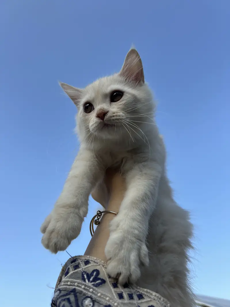  Persian Doll Face Pair Kittens Available  — photo 6