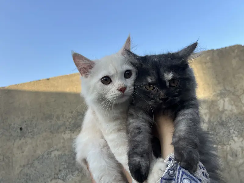  Persian Doll Face Pair Kittens Available  — photo 7