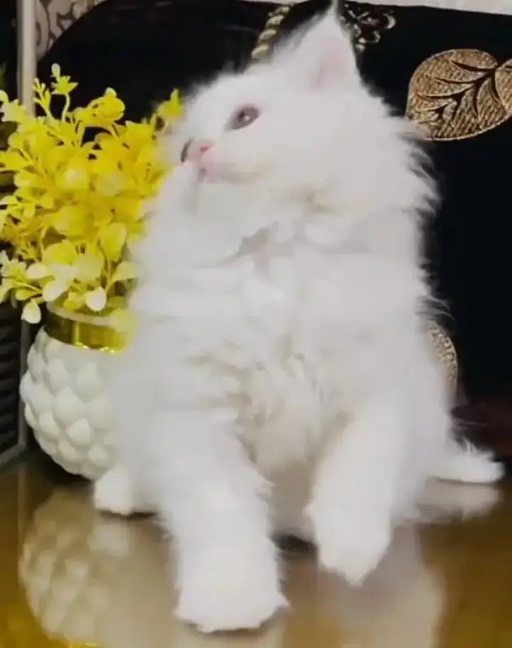 (Persian female kitten) (for sale all) (Pakistan delivery available) — photo 4