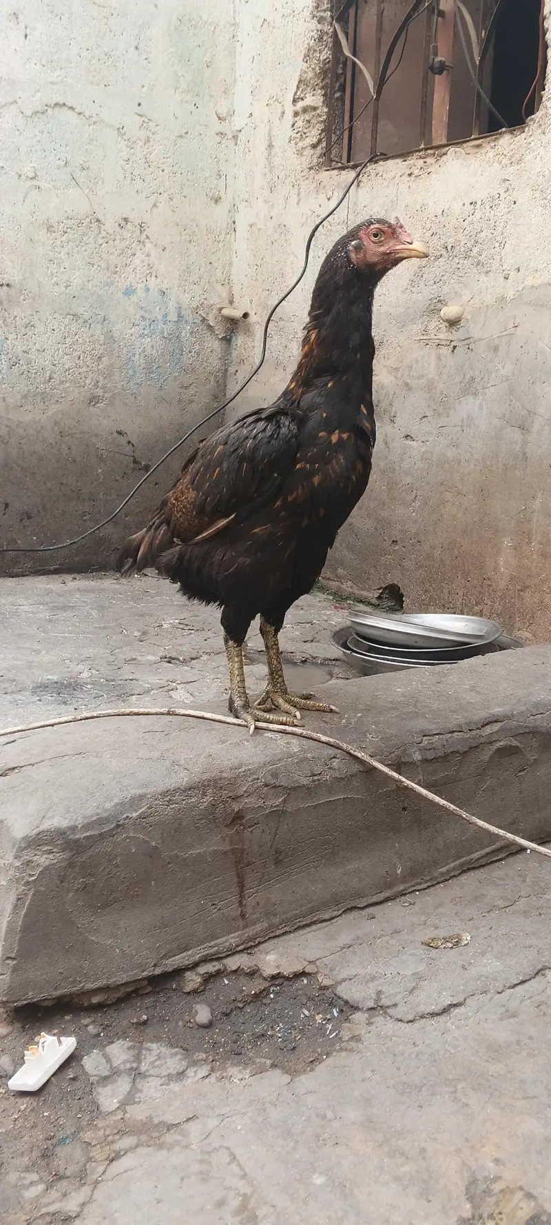 aseel two female and pathe — photo 2