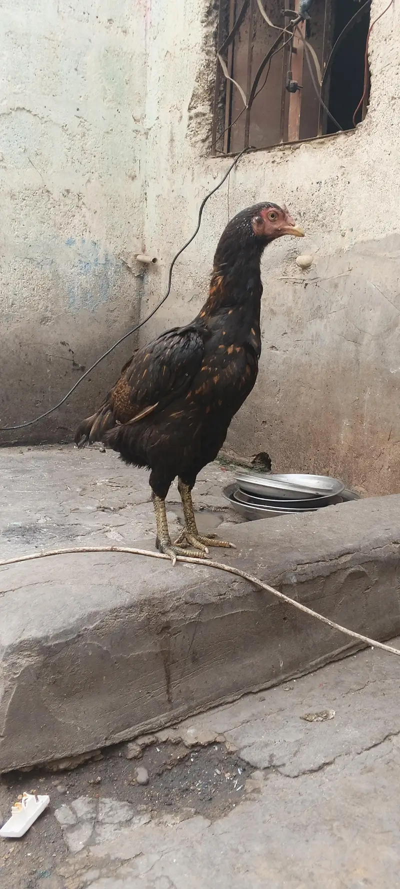 aseel two female and pathe — photo 3