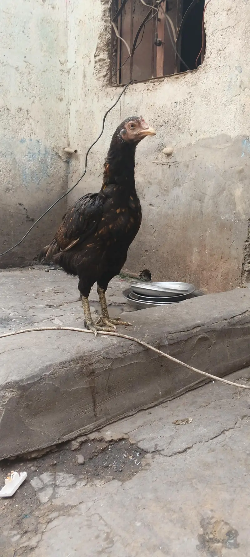 aseel two female and pathe — photo 4