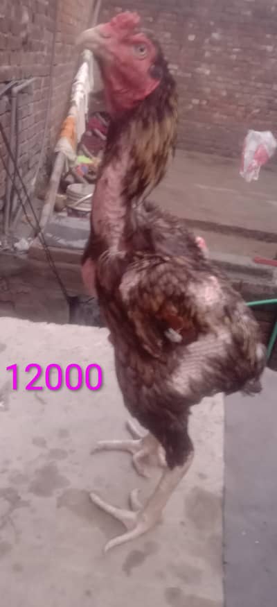 home breed