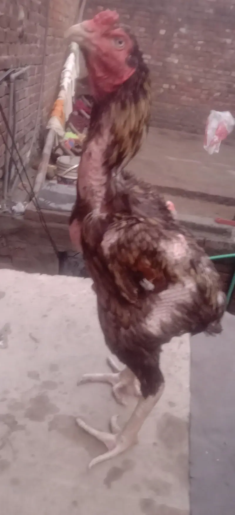home breed — photo 3