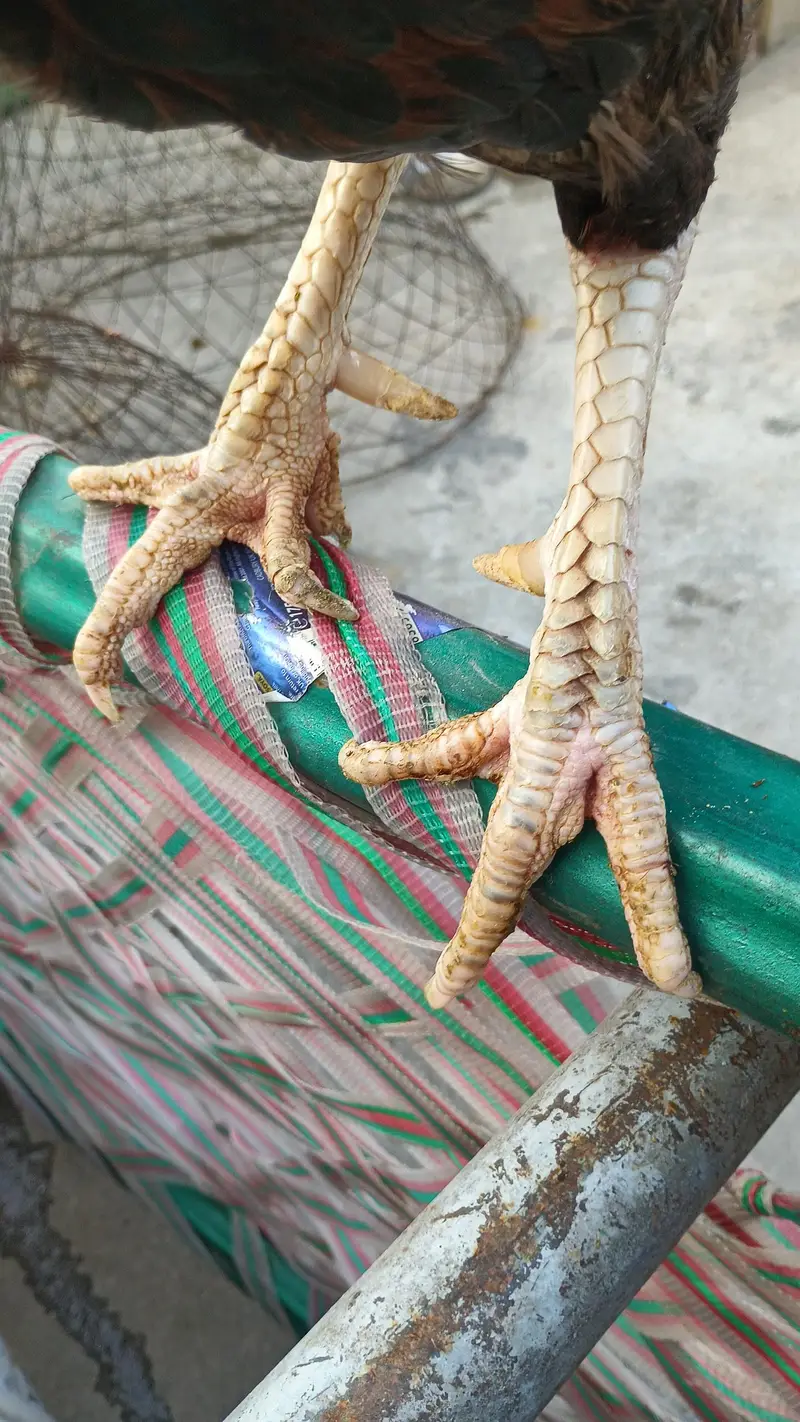 1 male 2 Female's — photo 3