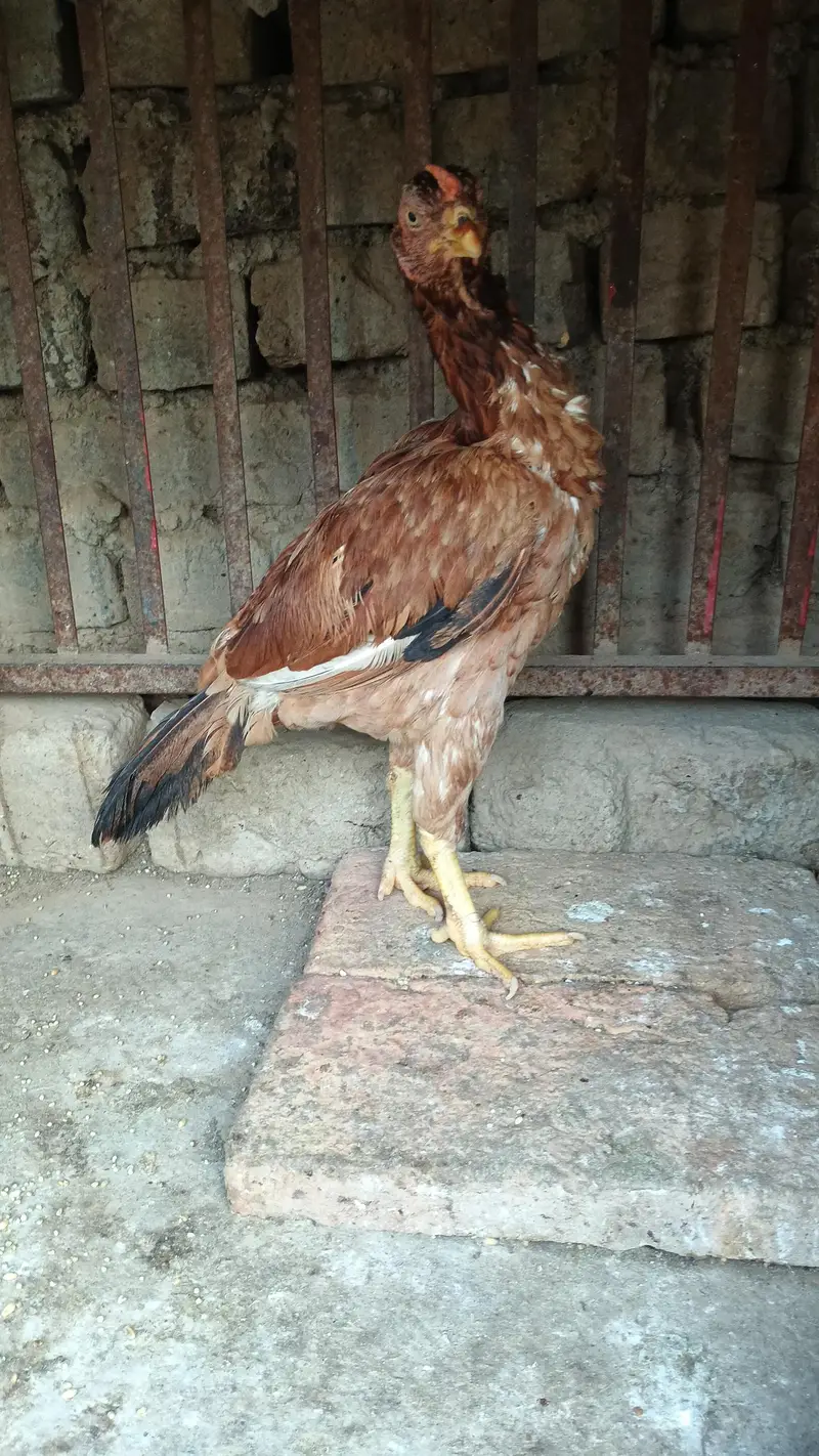1 male 2 Female's — photo 5