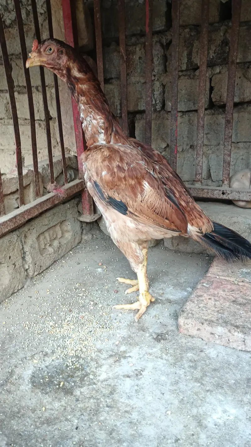 1 male 2 Female's — photo 6