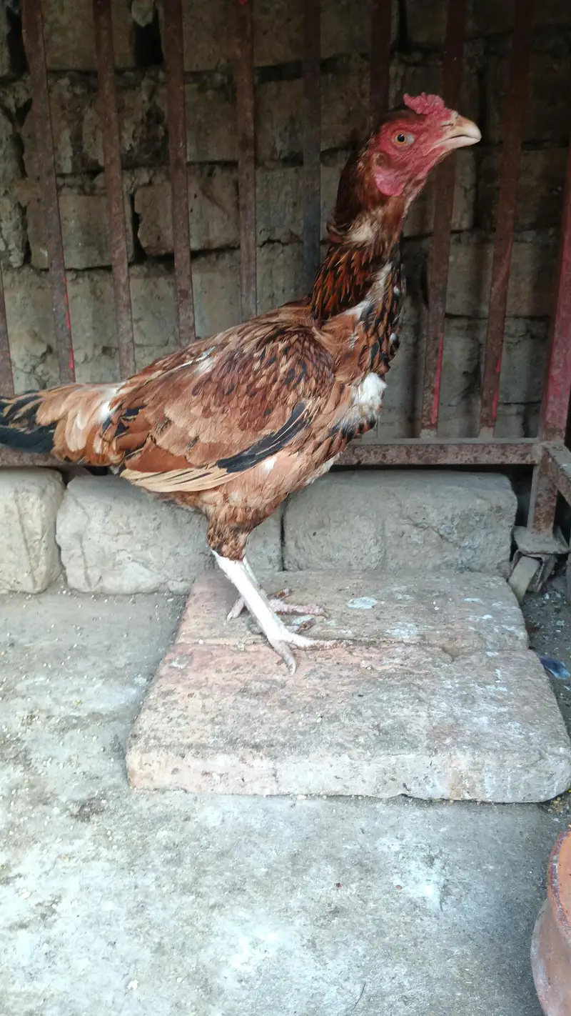 1 male 2 Female's — photo 7