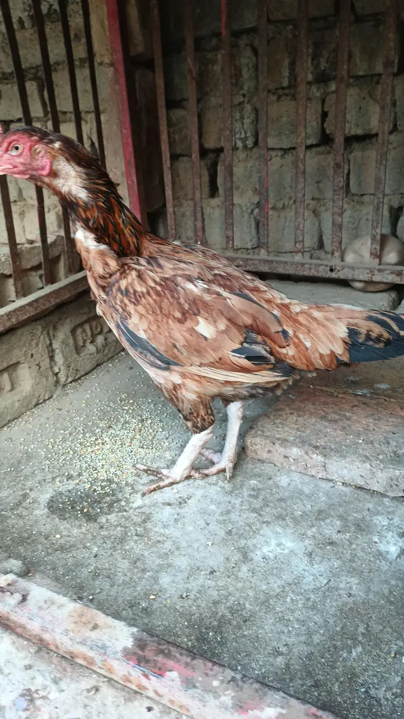 1 male 2 Female's — photo 8