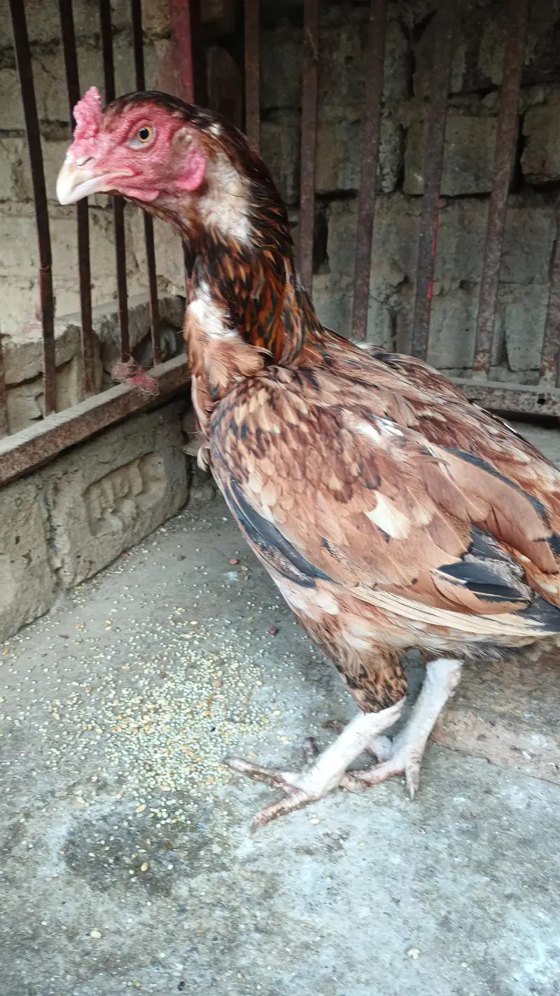 1 male 2 Female's — photo 9