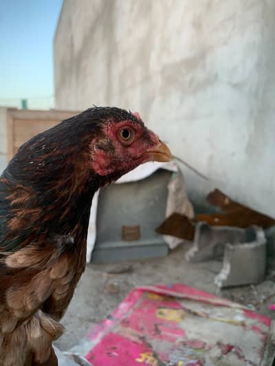 Aseel Female
