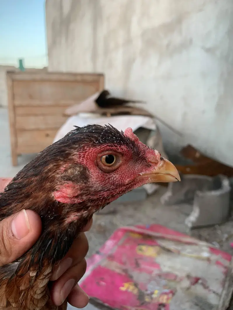 Aseel Female — photo 2