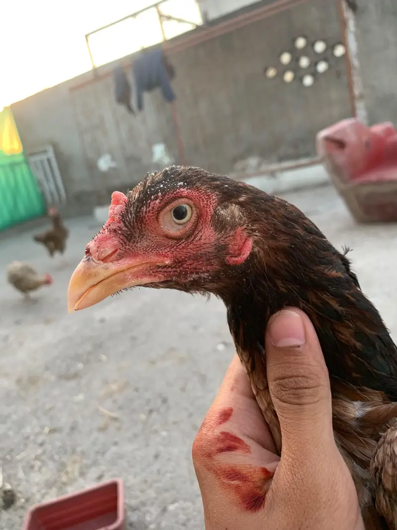 Aseel Female — photo 3