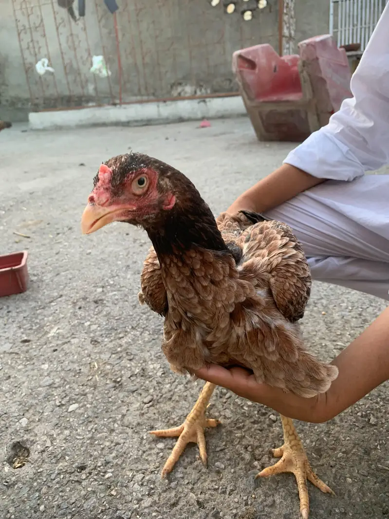 Aseel Female — photo 4